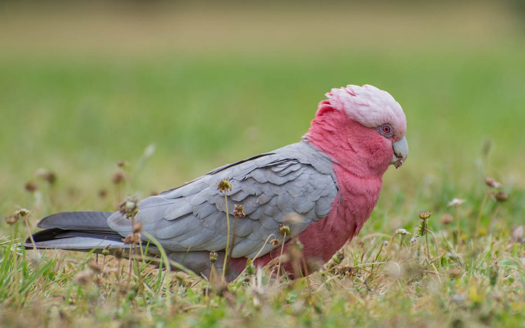 The Galah’s Revenge