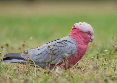 The Galah’s Revenge