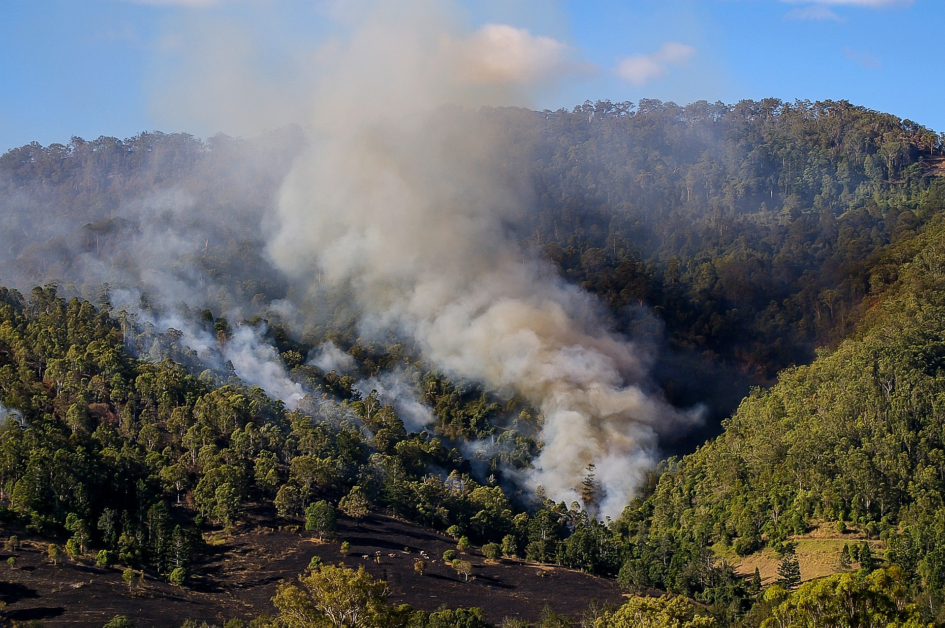 Bushfire